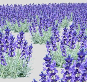 花海su模型下载_sketchup草图大师SKP模型