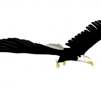 鹰的su模型下载_sketchup草图大师SKP模型