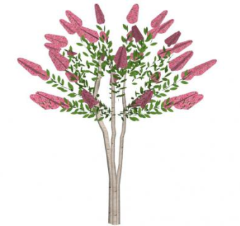 紫薇su模型下载_sketchup草图大师SKP模型