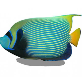 鱼的su模型下载_sketchup草图大师SKP模型