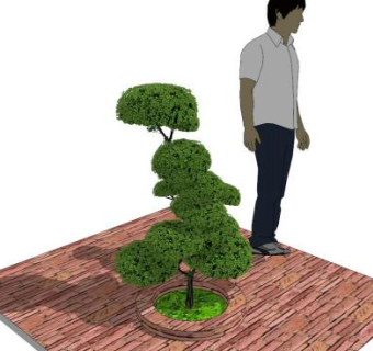 黄杨su模型下载_sketchup草图大师SKP模型