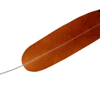 羽毛su模型下载_sketchup草图大师SKP模型