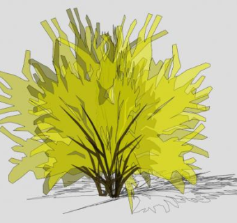 连翘su模型下载_sketchup草图大师SKP模型