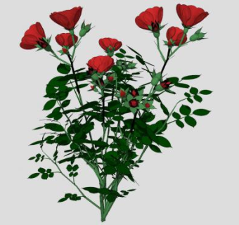 红玫瑰观赏植物SU模型下载_sketchup草图大师SKP模型