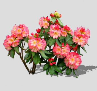 2D杜鹃花灌木SU模型下载_sketchup草图大师SKP模型