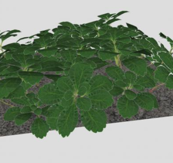 富贵草SU模型下载_sketchup草图大师SKP模型