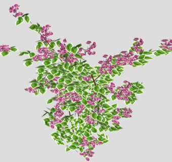 叶子花属灌木SU模型下载_sketchup草图大师SKP模型