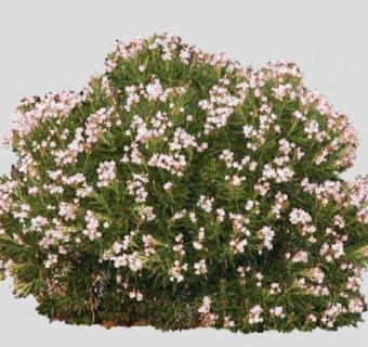 夹竹桃灌木SU模型下载_sketchup草图大师SKP模型