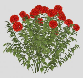 红绣球植物SU模型下载_sketchup草图大师SKP模型