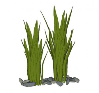 园艺草装饰SU模型下载_sketchup草图大师SKP模型