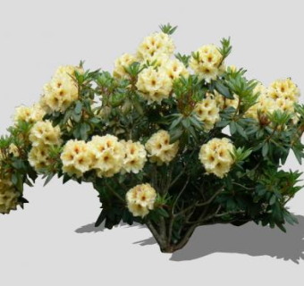 黄杜鹃灌木SU模型下载_sketchup草图大师SKP模型