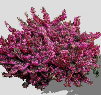 欧石楠灌木植物SU模型下载_sketchup草图大师SKP模型
