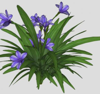 非洲爱情花SU模型下载_sketchup草图大师SKP模型