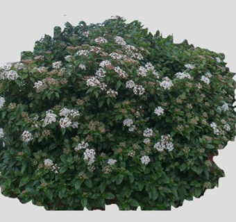 2D地中海荚蒾SU模型下载_sketchup草图大师SKP模型