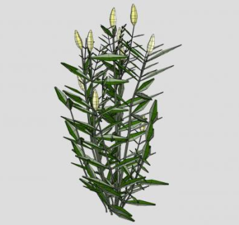 桂樱植物SU模型下载_sketchup草图大师SKP模型