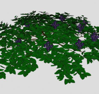 鼠李植物SU模型下载_sketchup草图大师SKP模型