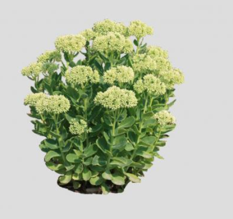 八宝景天植物SU模型下载_sketchup草图大师SKP模型