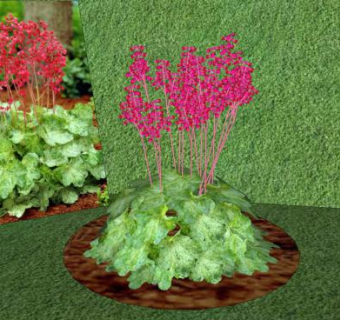 矾根植物sketchup模型下载_sketchup草图大师SKP模型