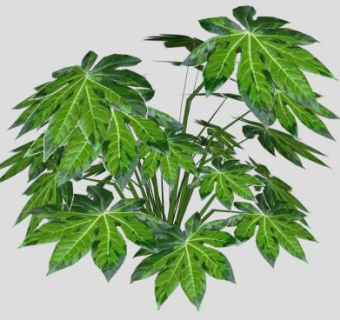 叶掌状植物SU模型下载_sketchup草图大师SKP模型