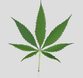 大麻叶SU模型下载_sketchup草图大师SKP模型