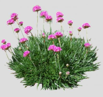 海石竹SU模型下载_sketchup草图大师SKP模型