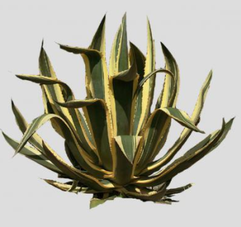 金边龙舌兰sketchup模型下载_sketchup草图大师SKP模型