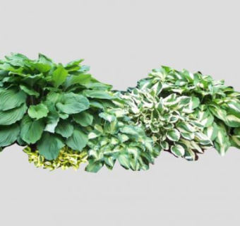 玉簪属草本植物sketchup模型下载_sketchup草图大师SKP模型