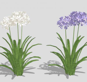 两株百子莲SU模型下载_sketchup草图大师SKP模型