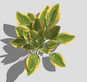 玉簪观赏植物SU模型下载_sketchup草图大师SKP模型