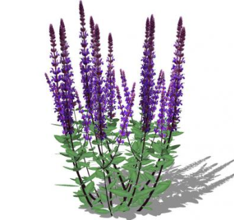 鼠尾草SU模型下载_sketchup草图大师SKP模型