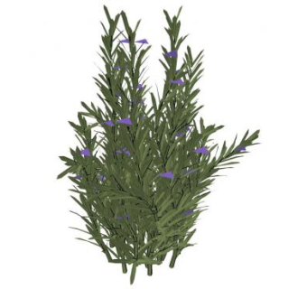 迷迭香植物sketchup模型下载_sketchup草图大师SKP模型