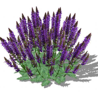 药用鼠尾草SU模型下载_sketchup草图大师SKP模型