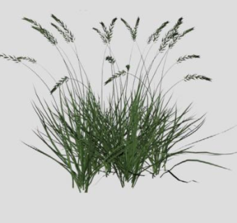 花园植物sketchup模型下载_sketchup草图大师SKP模型