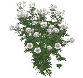 白玫瑰植物SU模型下载_sketchup草图大师SKP模型