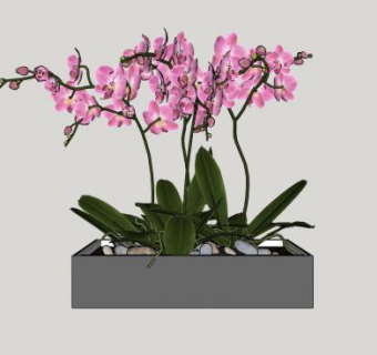 蝴蝶兰盆栽SU模型下载_sketchup草图大师SKP模型