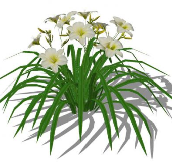 萱草类花卉SU模型下载_sketchup草图大师SKP模型