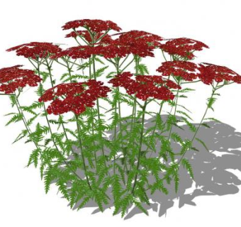 红色蓍属植物SU模型下载_sketchup草图大师SKP模型