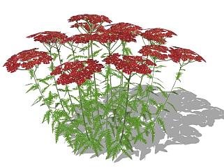红色蓍属植物SU模型下载_sketchup草图大师SKP模型