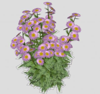 飞蓬草本植物SU模型下载_sketchup草图大师SKP模型