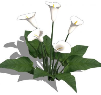 白色马蹄莲植物SU模型下载_sketchup草图大师SKP模型