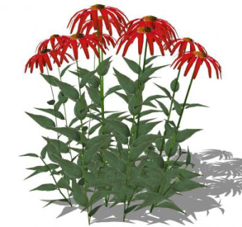 红色松果菊植物SU模型下载_sketchup草图大师SKP模型