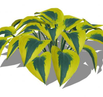 金边玉簪植物SU模型下载_sketchup草图大师SKP模型