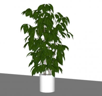 常绿阔叶树盆栽SU模型下载_sketchup草图大师SKP模型