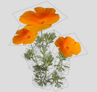 橙花花卉植物SU模型下载_sketchup草图大师SKP模型