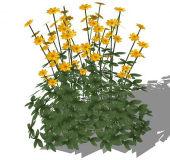 黄雏菊植物SU模型下载_sketchup草图大师SKP模型