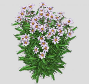 金鸡菊草本植物SU模型下载_sketchup草图大师SKP模型