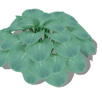 蓝色玉簪植物SU模型下载_sketchup草图大师SKP模型