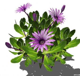 菊花类植物SU模型下载_sketchup草图大师SKP模型