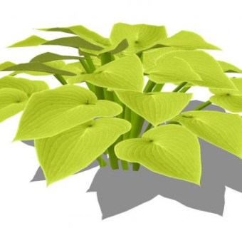 绿叶玉簪植物SU模型下载_sketchup草图大师SKP模型