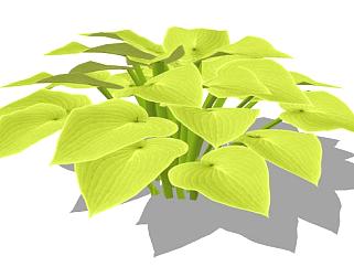 绿叶玉簪植物SU模型下载_sketchup草图大师SKP模型
